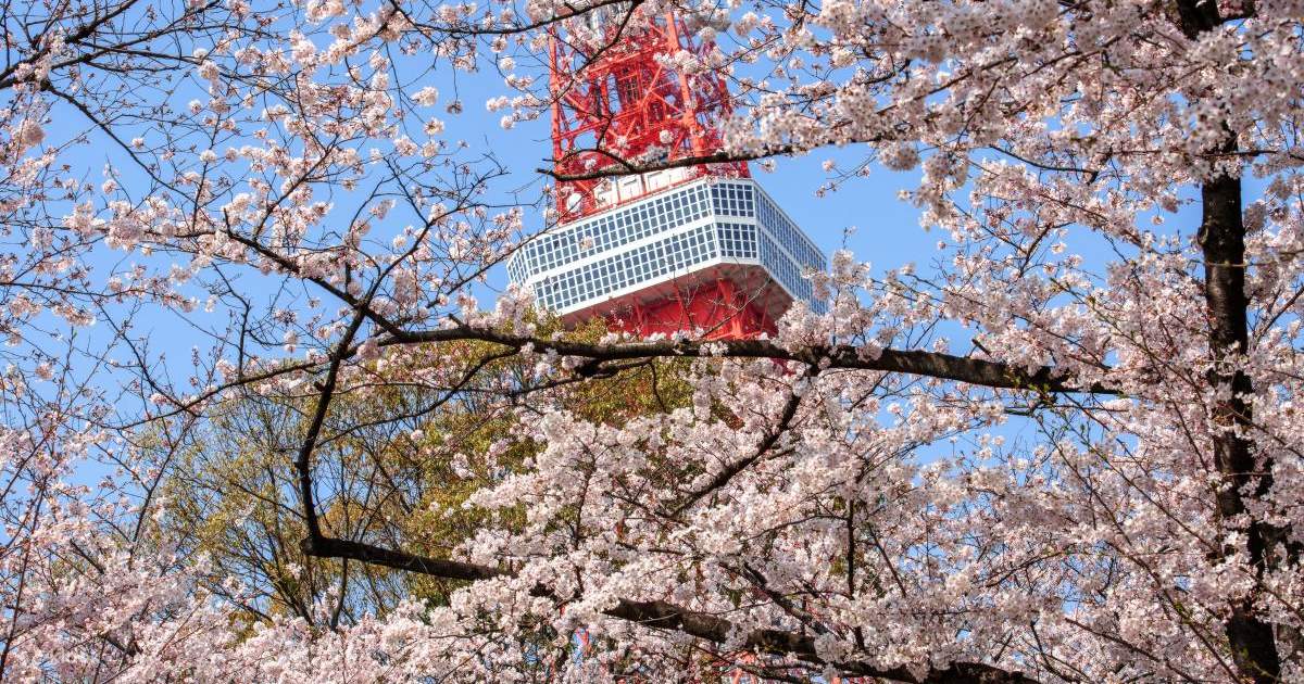 Tokyo Cherry Blossom Festival】Asukayama Park & Rikugien